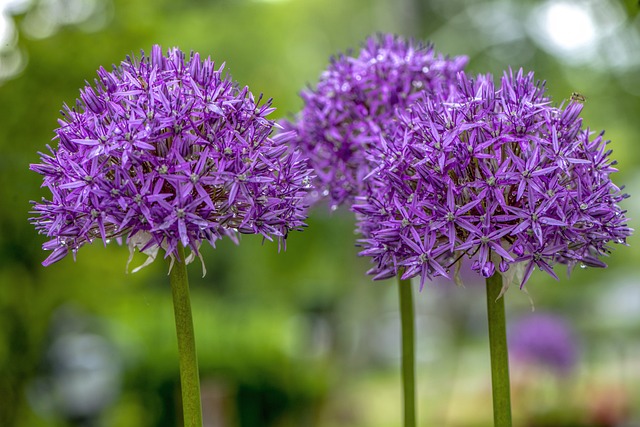 Alliums