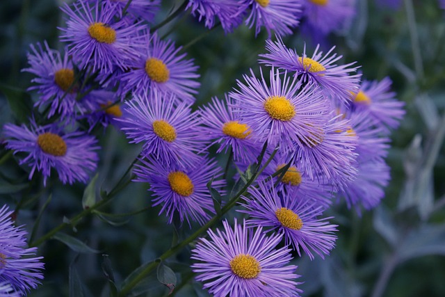Asters