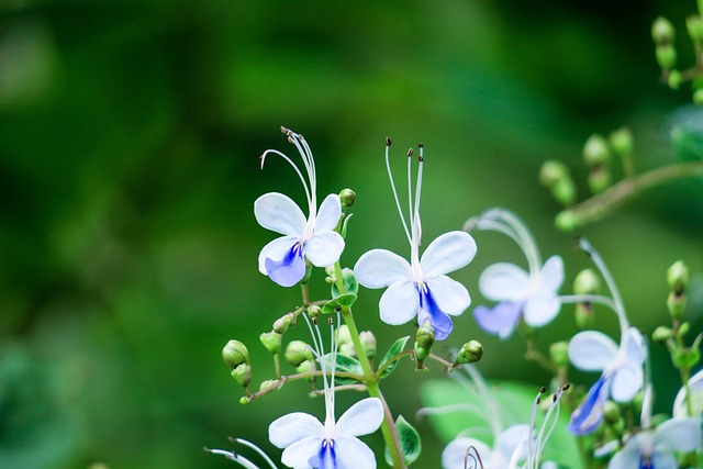 	Fleur de papillon bleu