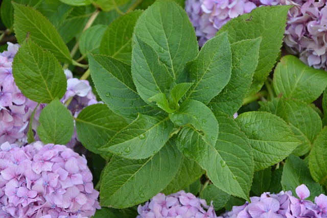 Hortensias