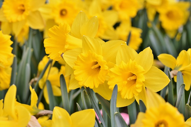 Jonquilles
