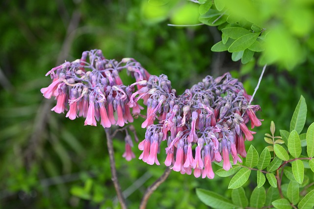 Kalanchoe
