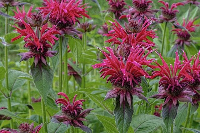 Monarde