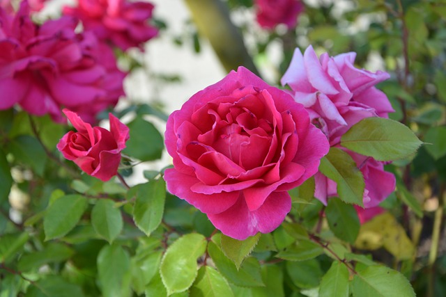 Roses