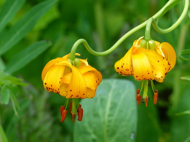 Tiger Lily