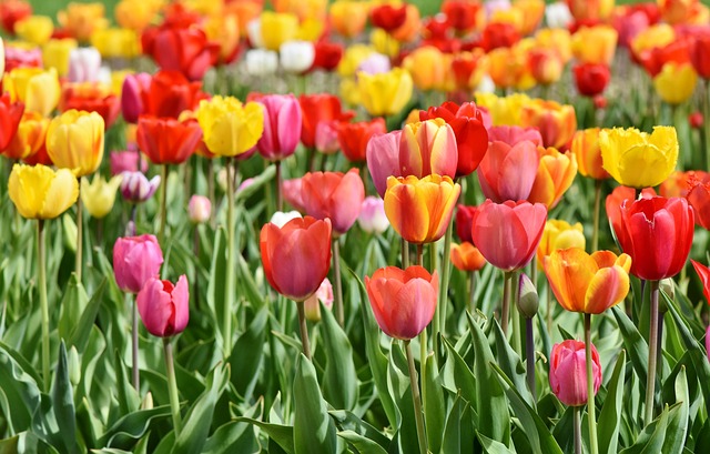 Tulipes